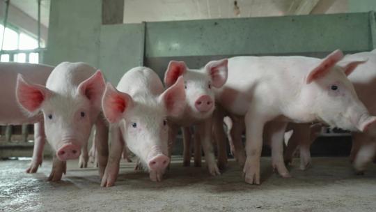 养猪场养殖乡下环保脱贫