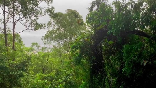 下雨登山山顶起雾山林