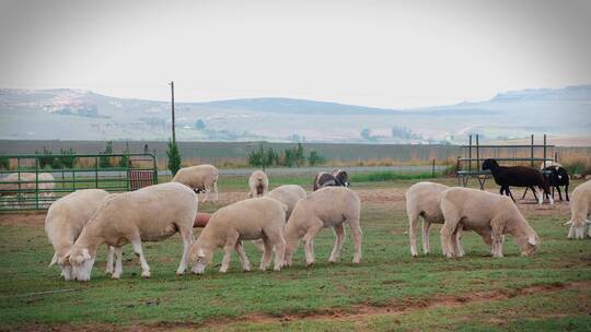路边农场里的一群羊在吃草