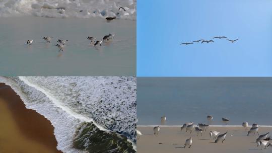 海边海鸟觅食海燕白鹭苍鹭飞翔海浪冲刷沙滩