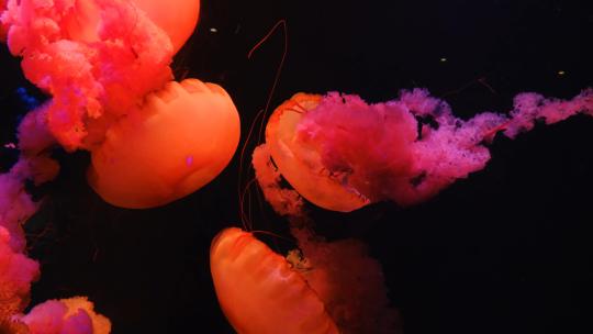水母海底世界海洋馆水族馆