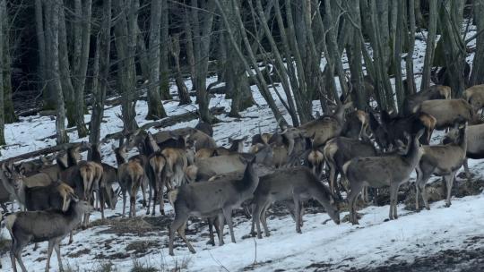 冬天森林里鹿群视频素材模板下载