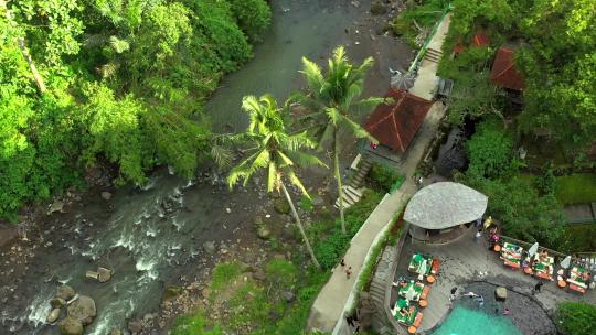 巴厘岛乌布椰树