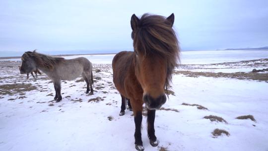 冰岛矮种马