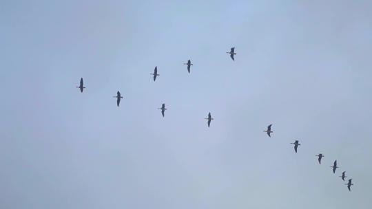 候鸟 日落 大雁