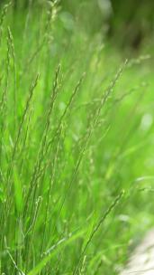 4K竖屏植物素材小清新野草