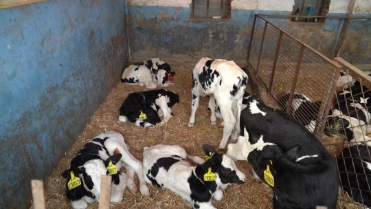 奶牛 小奶牛 奶牛场 奶牛养殖 (144)