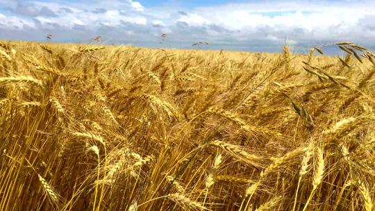 麦田 麦穗丰收粮食农业