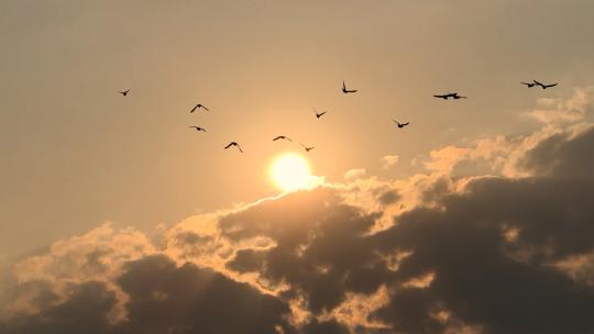 阳光下飞翔的鸽子天空中飞鸟太阳下一群鸟儿视频素材模板下载