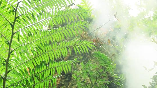 桫椤叶台湾桫椤蛇木树蕨蕨类植物