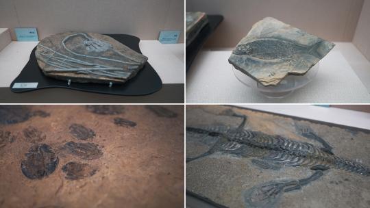 古生物恐龙化石高清在线视频素材下载