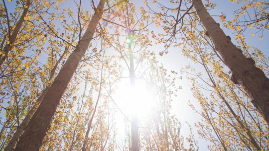 强烈的阳光穿过树叶树林-绿花造林植树