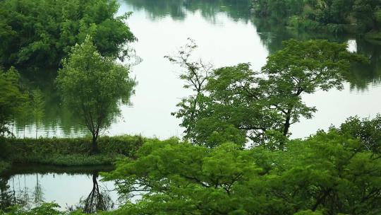 l1杭州西溪生态景观视频素材模板下载
