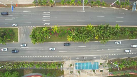 海南椰树城市道路