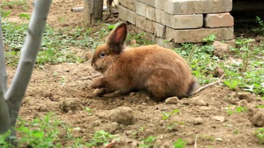 刨土的棕色兔