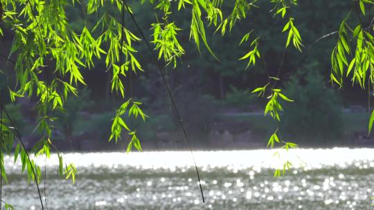 荷花莲叶芦苇波涛夕阳