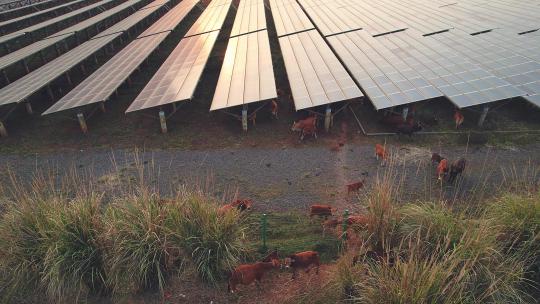 一群牛在太阳能发电场内吃草