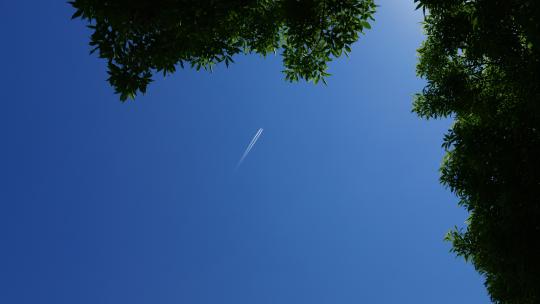 树叶为前景的飞机飞过晴朗无云的天空