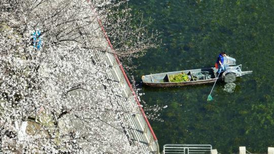 航拍武汉春天街景路边盛开的樱花树