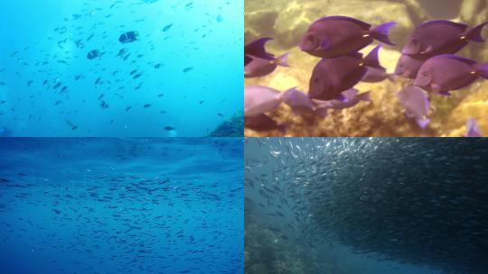 【合集】鱼群 海洋 深海鱼群  鱼群环绕视频素材模板下载