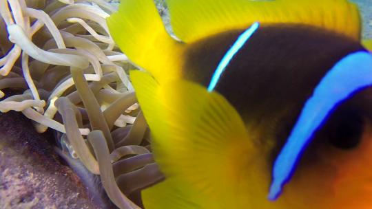 水下小丑鱼和海葵