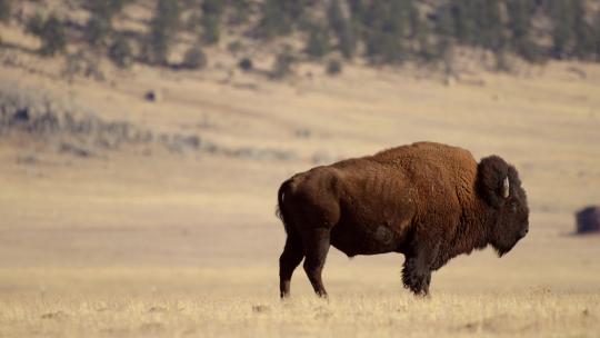 科罗拉多草原美洲野牛视频素材模板下载