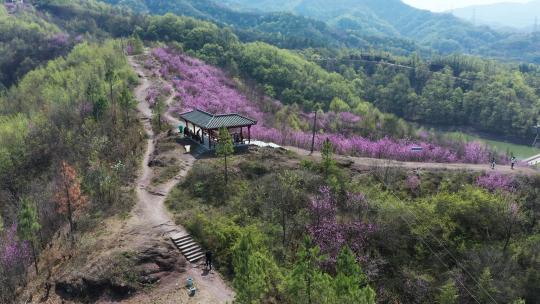 满山遍野紫荆花航拍