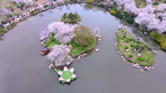 航拍武汉东湖樱花园樱花盛开