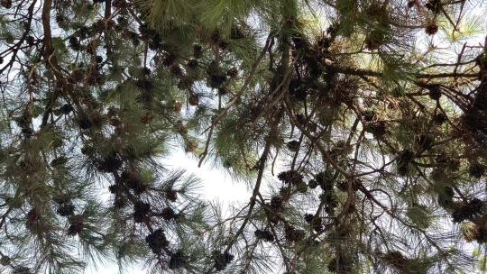 仰视天上的松果松树，清风慢慢飘过摇曳生姿