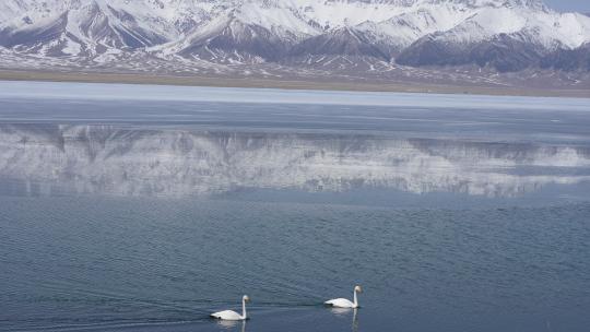 新疆赛里木湖天鹅湖水湖泊高原雪山高山