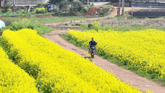 4K航拍骑行油菜花花海田园