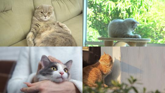 【合集】猫 幼猫 可爱小猫 猫咪视频素材模板下载