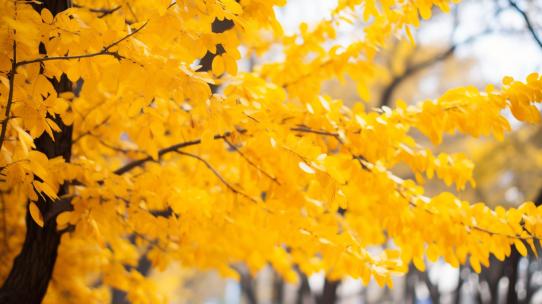 4K秋天黄色树叶阳光秋季金秋金黄微风吹秋色