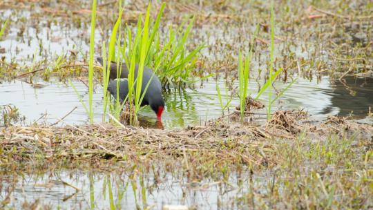 沼泽湿地池塘里黑水鸡觅食