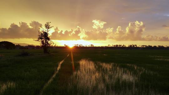 日落的稻田