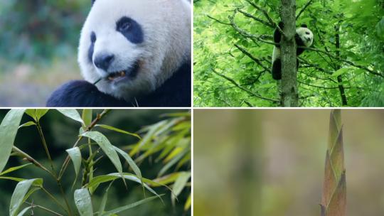 四川雅安大熊猫八月竹笋熊猫笋采笋挖笋高清在线视频素材下载