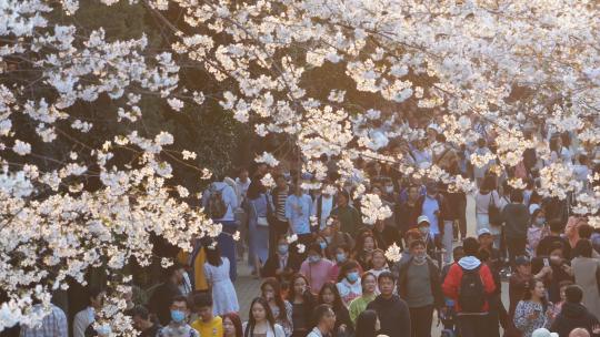 武汉春天花季樱花树下赏花的人流
