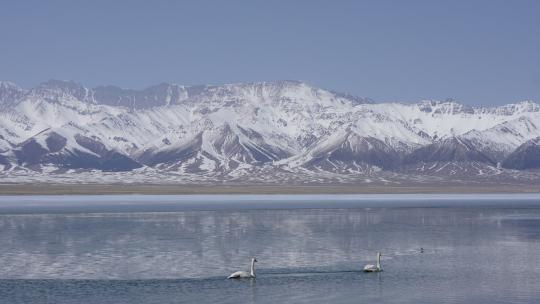 新疆赛里木湖天鹅湖水湖泊高原雪山高山