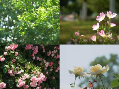 唯美小清新春天夏天阳光下树叶花朵