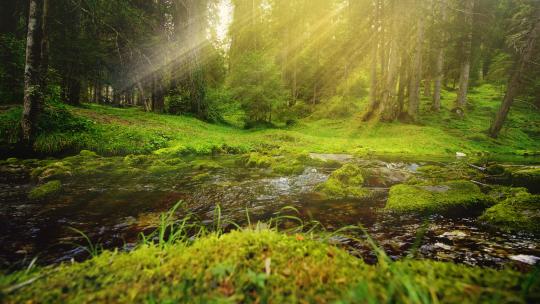 森林阳光晨光河流小溪唯美自然