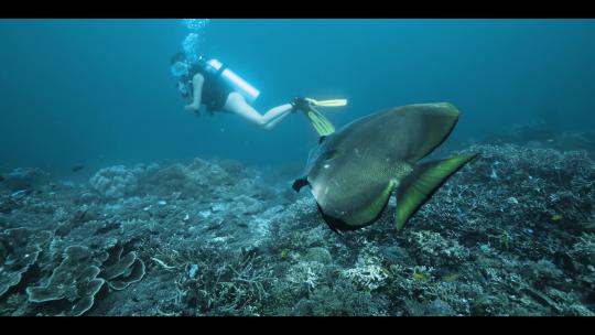 美女潜水海鱼群海龟海底美景生物印尼四王岛