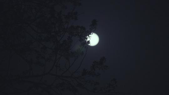 月光穿过树枝树叶