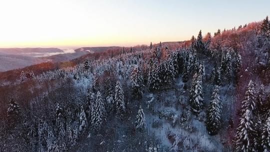 红枫林雪景