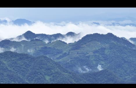 雨后茶山云海山峦叠嶂