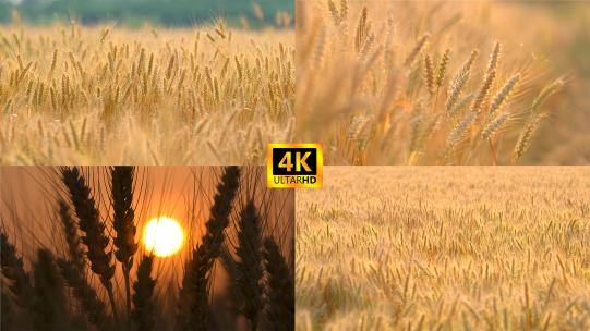 风吹麦田成熟麦子高清在线视频素材下载