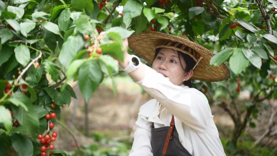 中年女性在果园采摘樱桃
