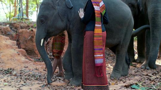 泰国的人民和大象