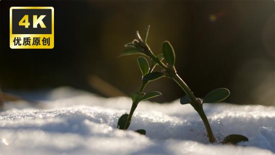 唯美雪地小草阳光希望 小草生长冰雪融化