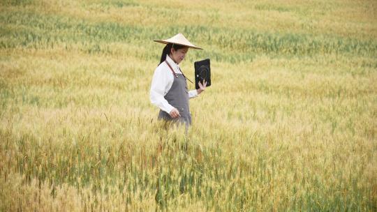 中年女性农技师拿着平板电脑走在小麦田工作