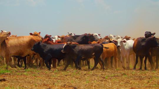 一群牛在的田野上视频素材模板下载